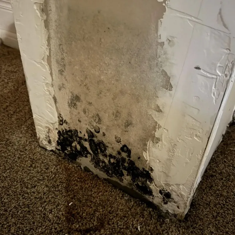 Professional Mold Removal in La Plena, PR